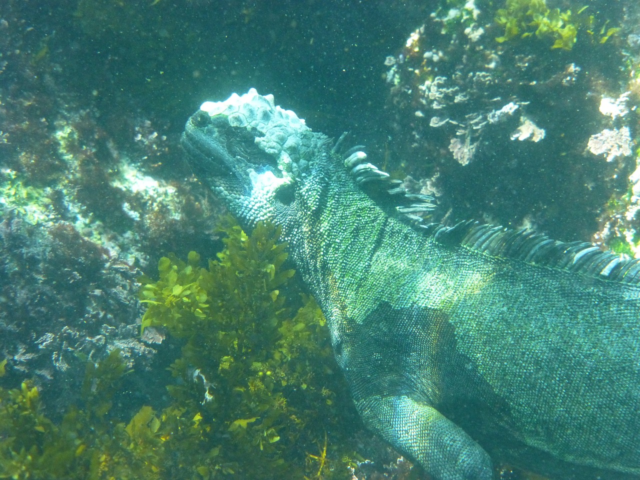 Recent Discoveries in Marine Biology - What’s New?